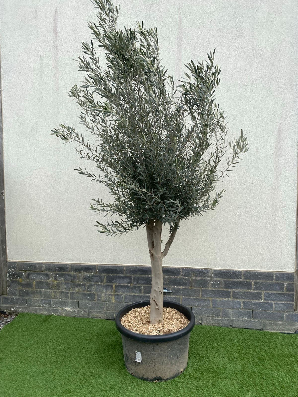 Olivier en pot — plante d'exception Namur